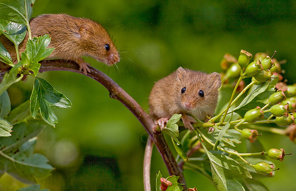 Harvest Mice....... "Micromys minutus"
