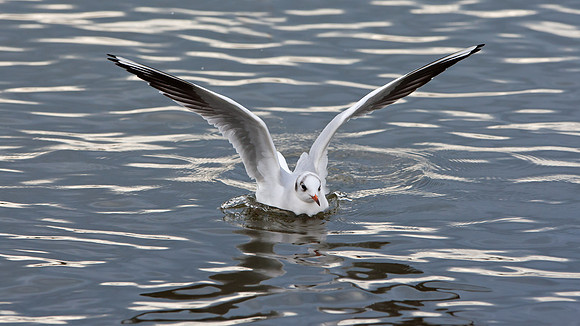Black- headed Gull...""Larus  ridibundus"