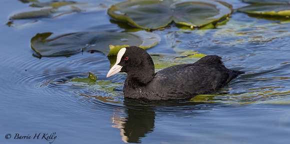 _J9A1990... "Coot.... (Fulica atra)...