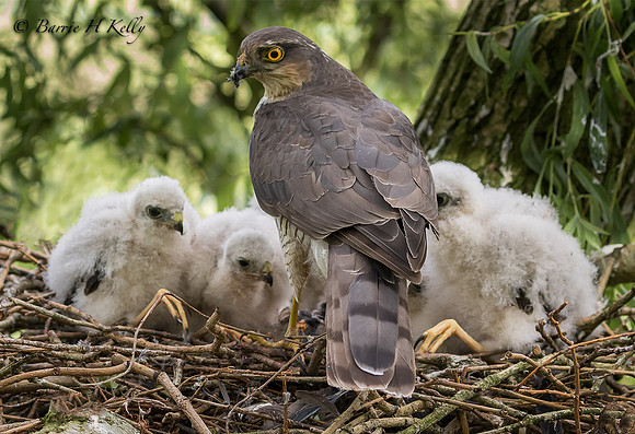 _J9A0413...Sparrowhawk....Accipiter nisus...