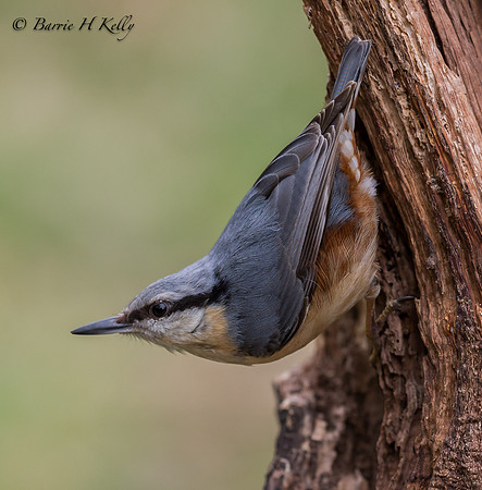 _D9R6233...Nuthatch.... (Sitta europaea)