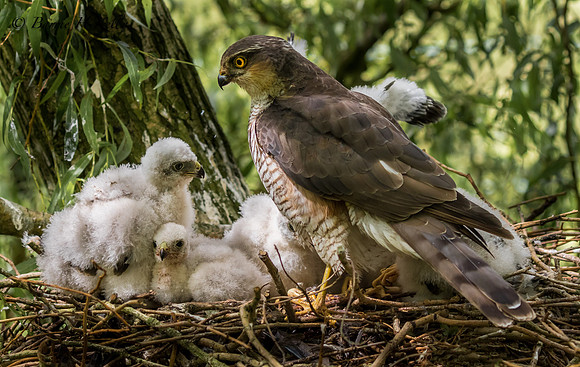 _J9A0529...Sparrowhawk..... (Accipiter nisus)