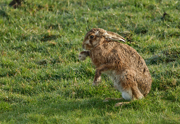 Brown Hare ....  "Lepus capensis" .... Practicing his boxing skills.