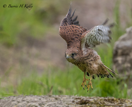 _J9A9518...Kestrel.... Falco tinnunculus).....