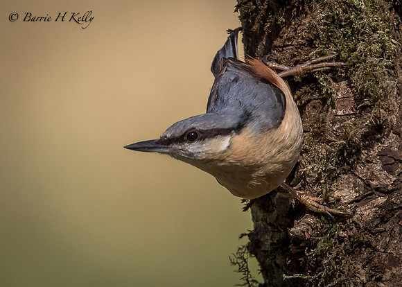 _J9A1791... "Nuthatch.... (Sitta europaea)