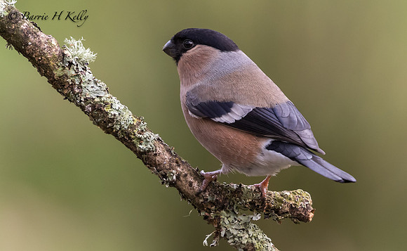 _J9A1281..."Bullfinch.... (Pyrrhula pyrrhula)...female