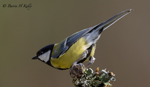 _J0A5901.... Great tit... Paris major..
