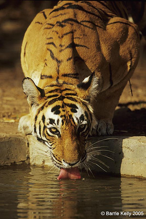 Bengal Tiger drinking.. Ramthambhore National Park  India.