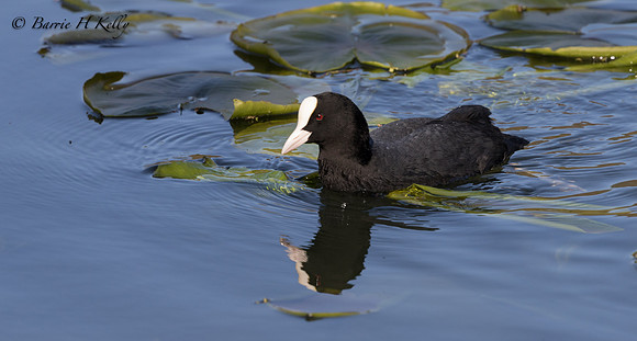 _J9A1989... Coot..... (Fulica atra)