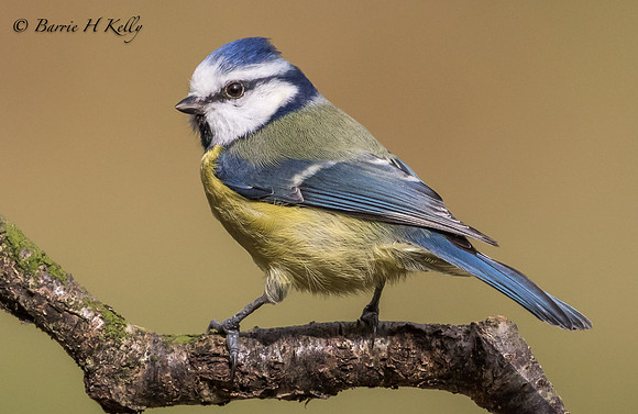 _J9A0421....Blue tit.... (Cyanistes caeruleus)