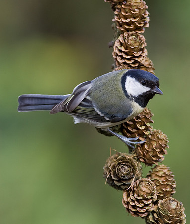 Great tit on Larch cones...."Parus major"