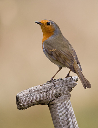 Robin on old spade handle   ..... "Erithacus rubecula"