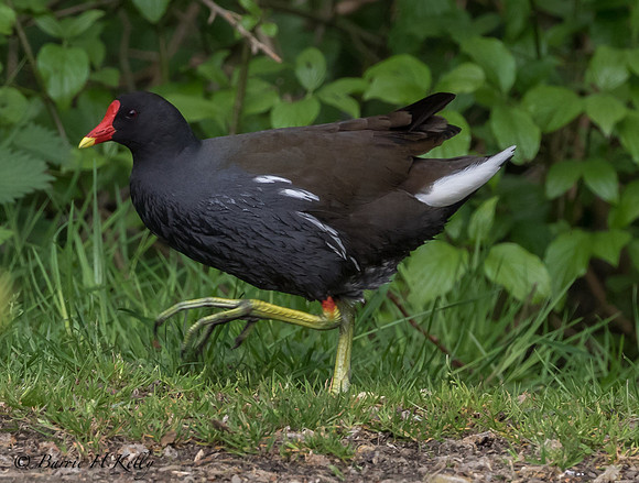 _J9A8867..."Moorhen... (Gallinula chloropus)