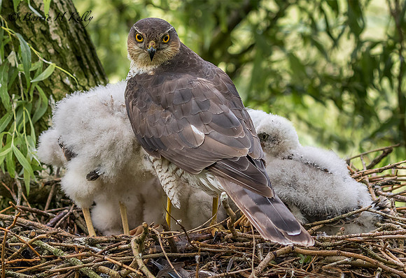 _J9A0503...Sparrowhawk.... (Accipiter nisus)