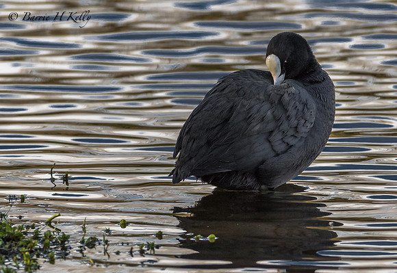 _J9A4300..., "Coot.... (Fulica atra)...