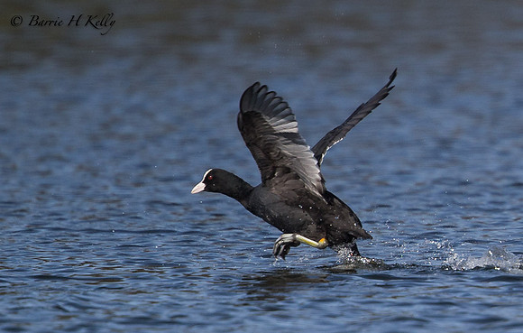 _D9R3281.., "Coot... (Fulica atra).....