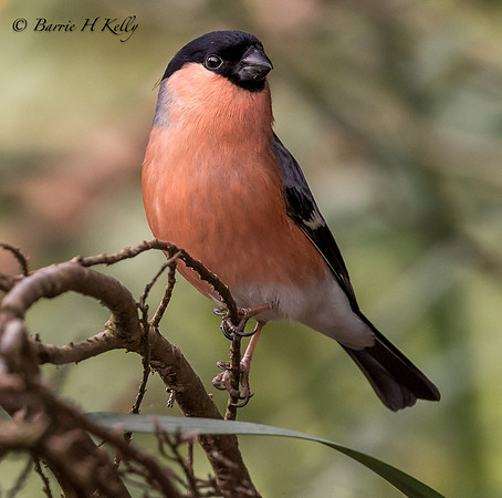 _J9A2651.... Bullfinch.... (Pyrrhula pyrrhula)....male