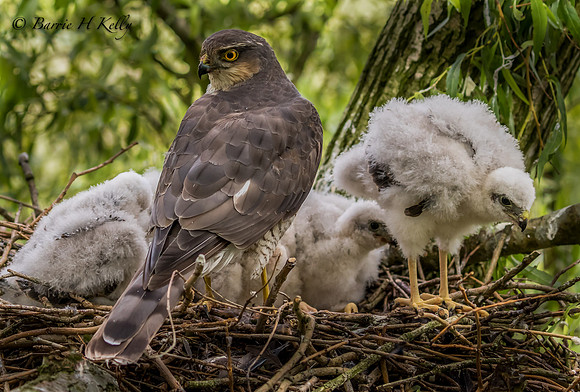 _J9A0515...Sparrowhawk.... (Accipiter nisus)