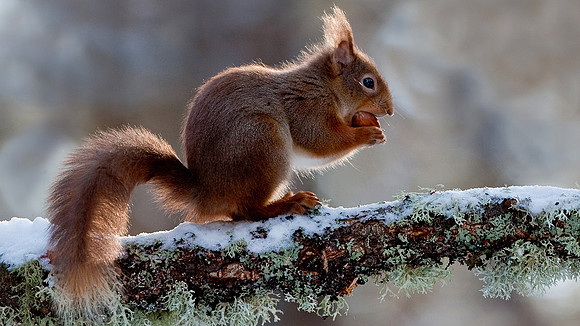Red Squirrel Scotland