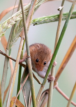 Harvest Mice....... "Micromys minutus"