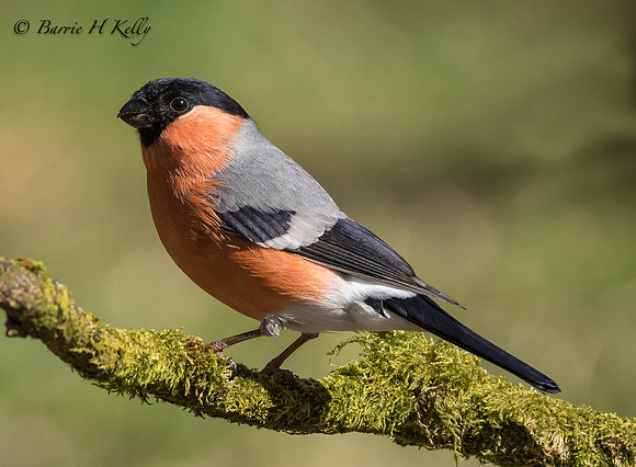 _J9A1896...Bullfinch.  (Pyrrhula pyrrhula)..Male