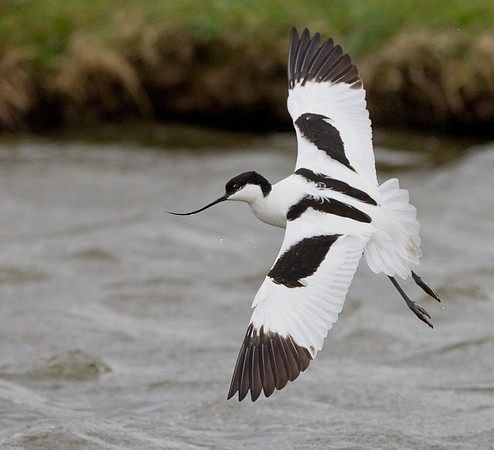 Avocet......"Recurvirostra avosetta"