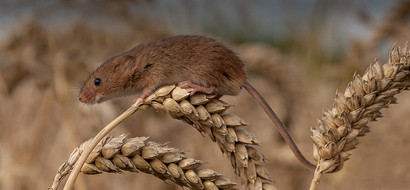 _11R6028...Harvest Mouse on cereal crop..... "Micromys minutus"