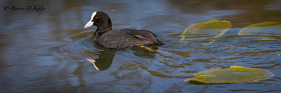 _J9A2010..."Coot.... (Fulica atra)