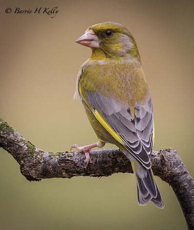 _J9A0372....Greenfinch,,,, (Carduelis chloris)