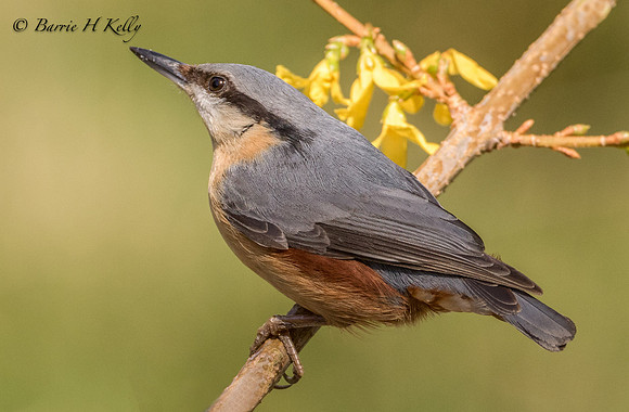 _J9A1802..Nuthatch.... (Sitta europaea)