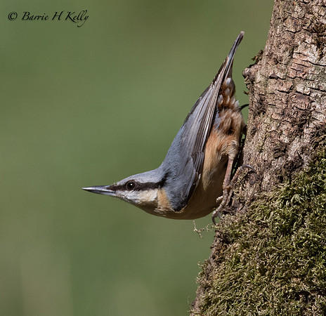 _J9A1835..Nuthatch.... (Sitta europaea)