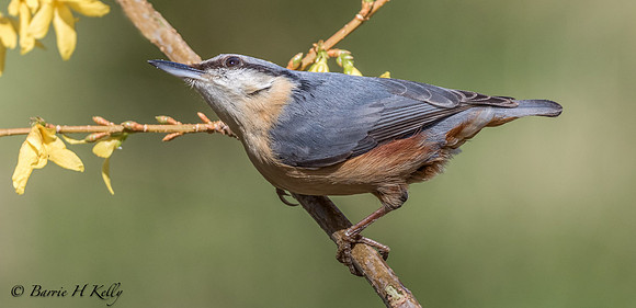 _J9A1805..Nuthatch.....  (Sitta europaea)
