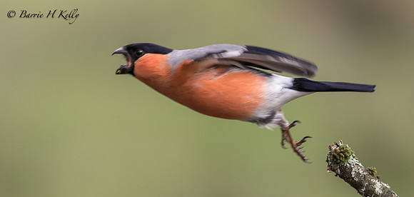 _J9A1238...Bullfinch.... (Pyrrhula pyrrhula)....male