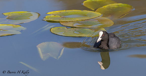 _J9A2022.... "Coot (Fulica atra)