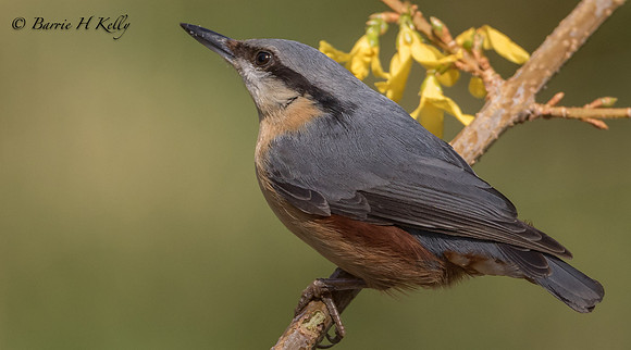 _J9A1802... "Nuthatch... (Sitta europaea)