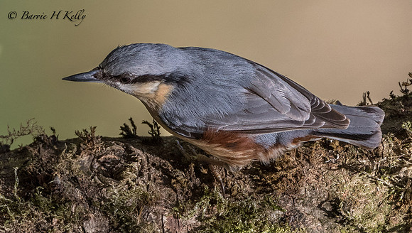 _J9A1783...Nuthatch... (Sitta europaea)