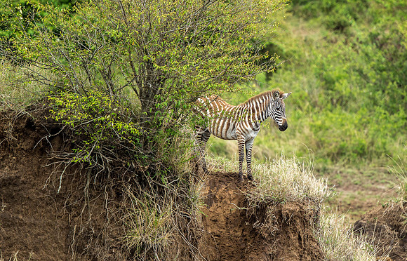 _D9R3521... Burchell's  Zebra ..."Equus quagga" Masai Mara Kenya.