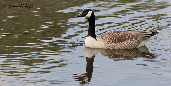 _J9A8928..., "Canada Goose.... (Branta canadensis)