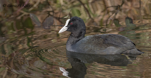 _J9A4094.., "Coot... (Fulica atra)....