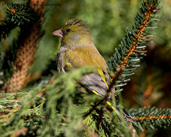_J0A7047.... Greenfinch ..."Carduelis Greenfinch " ... male.