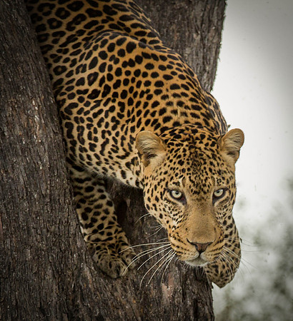 _J0A0664 Leopard ... "Panthera pardus" Masai Mara Kenya