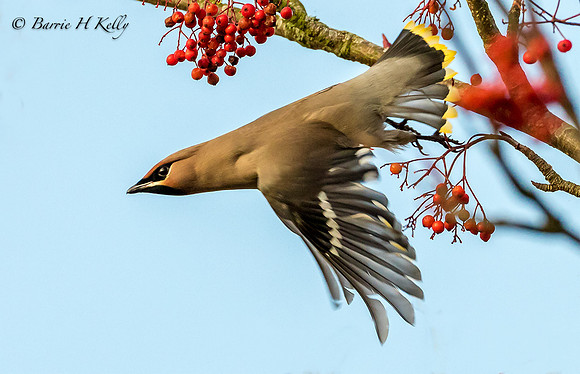 _J9A6089....Waxwing....Bombycilla...