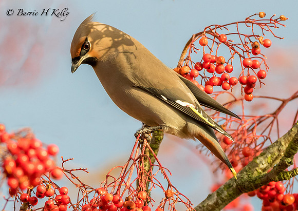 _J9A6209....Waxwing.....Bombycilla....Adult...