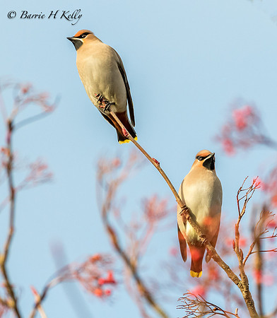 J9A6330....Waxwings.....Bombycilla....