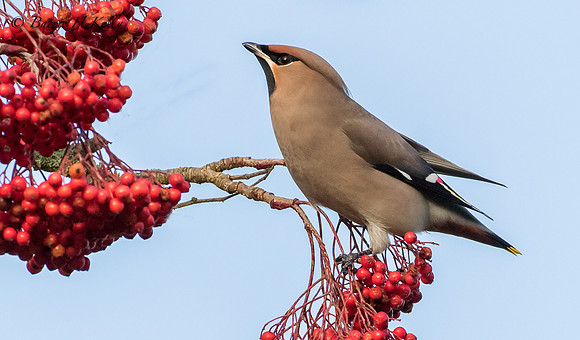 _J9A6131....Waxwing...... Bombycilla....Adult...