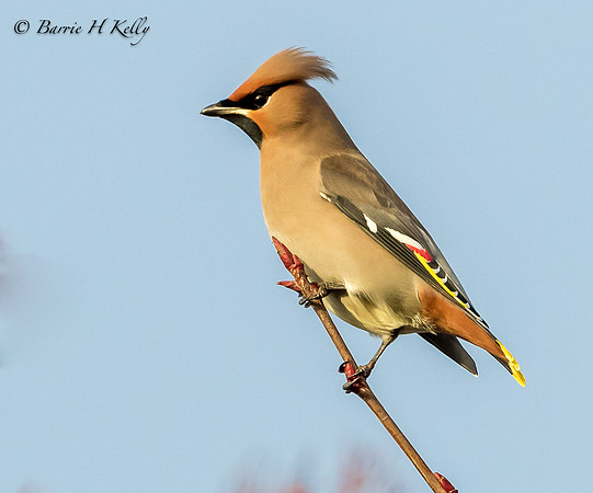 _J9A6113...Waxwing...... Bombycilla....Adult....
