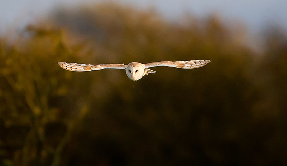 Barn Owl...."Tyto alba"