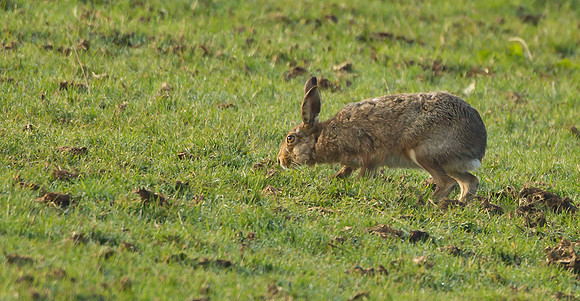 Brown Hare ....  "Lepus capensis"