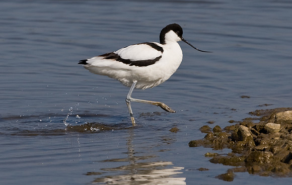 Avocet......"Recurvirostra avosetta"