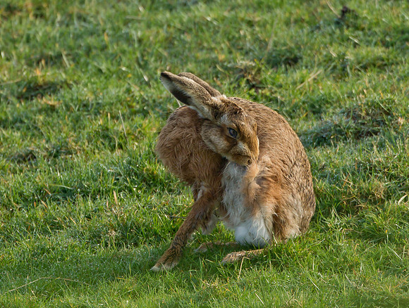 Brown Hare ....  "Lepus capensis" .... Grooming.